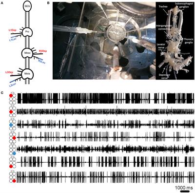 From Motor-Output to Connectivity: An In-Depth Study of in-vitro Rhythmic Patterns in the Cockroach Periplaneta americana